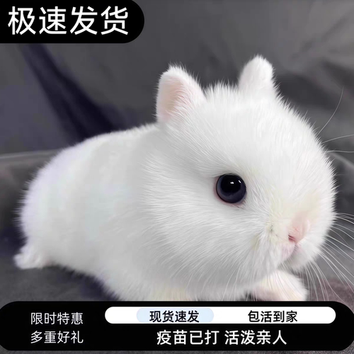 疫苗已打好养儿童可养