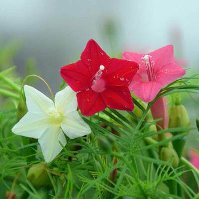 花种植物室外夏季 价格 怎么样 图片