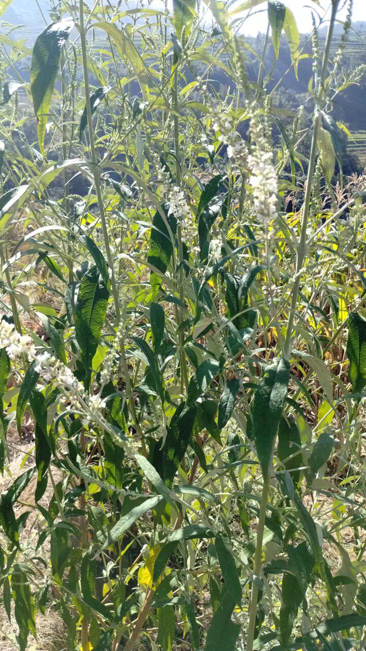新鲜白背枫驳骨丹独叶埔姜白花洋泡山埔姜中药材草新鲜现采包邮