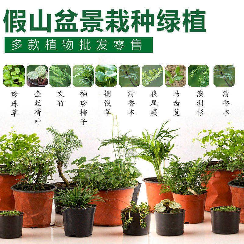 上水石假山盆景盆栽绿植物室内桌面家居装饰榕树文竹澳洲杉六月雪