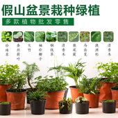 上水石假山盆景盆栽绿植物室内桌面家居装 饰榕树文竹澳洲杉六月雪