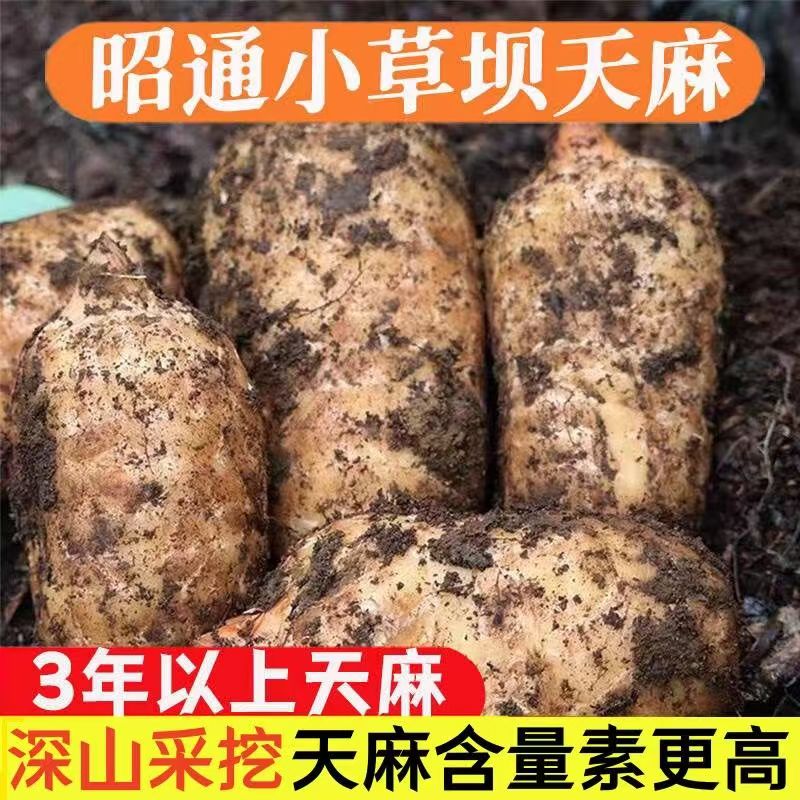 云南仿野生小草坝乌天麻干货整只无硫麻家用煲汤泡酒食用天麻材料