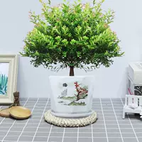 Пять -летняя свай Чинцы+Керамический бассейн Хонгмей и посадка в горшок