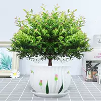 Пять -летняя Свалы Чинан+Керамический бассейн с тюльпаном, горшок с горшками