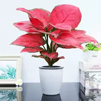 Geely Red [бассейн с молочной водой], включая бассейн