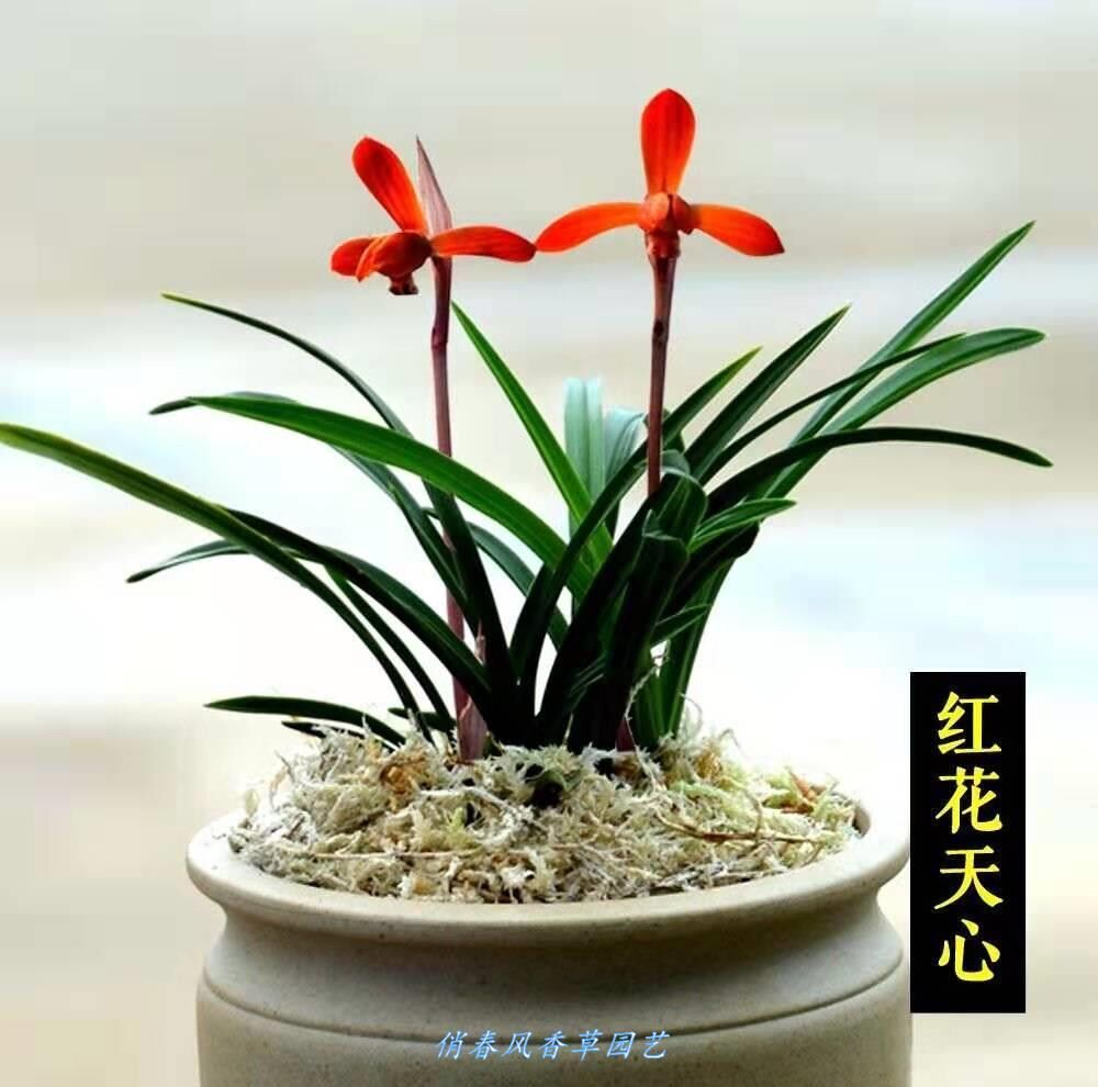 稀有兰花品种 名贵精品兰花苗带花苞 兰花春兰 宋梅 春夏秋冬花.