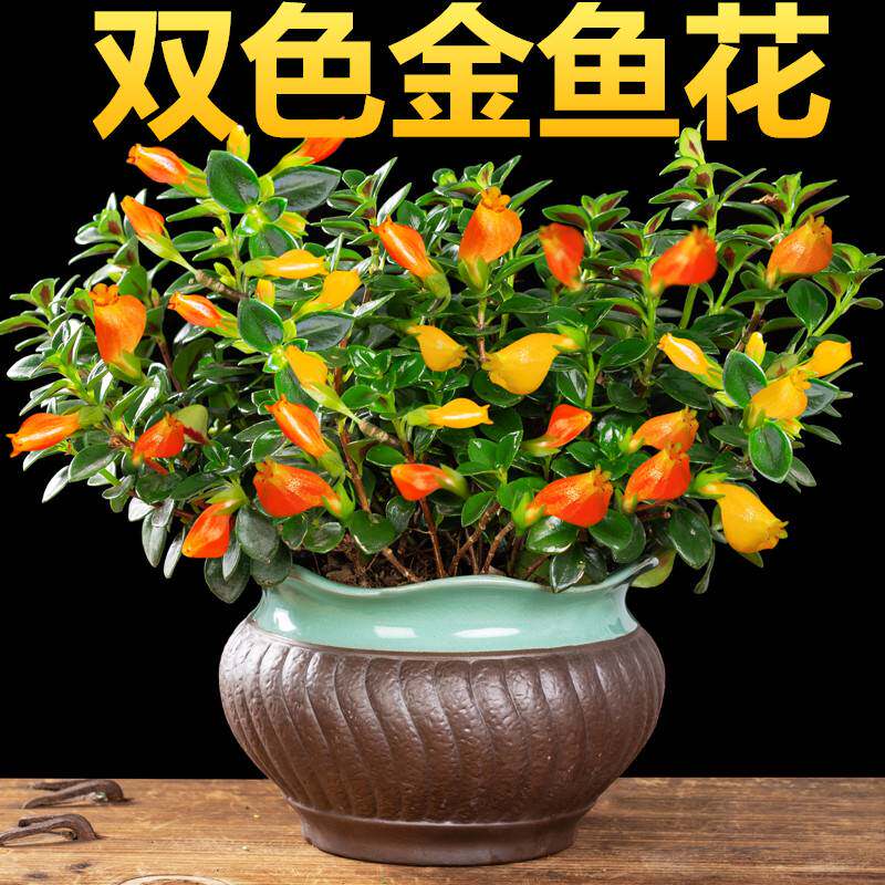 双色金鱼花盆栽花卉室内客厅桌面四季常青开花美观观花植物好养花