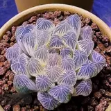 Высоко -громкие редкие сорта сочных растений Hu Dujin Office Desktop Эстетическое излучение