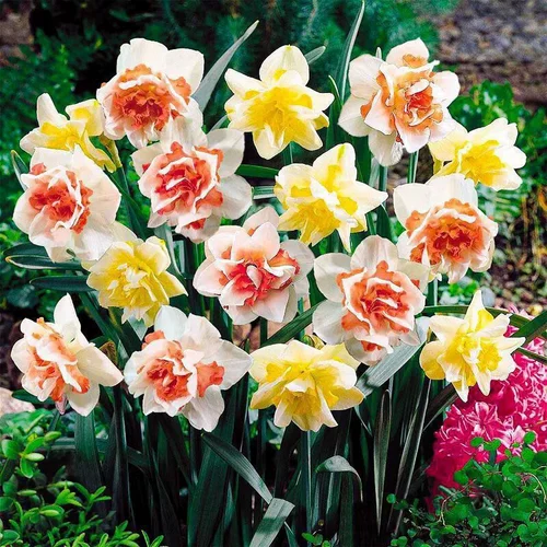 Новый продукт орхидея шариковой горшок с холодным и устойчивым к тепло.