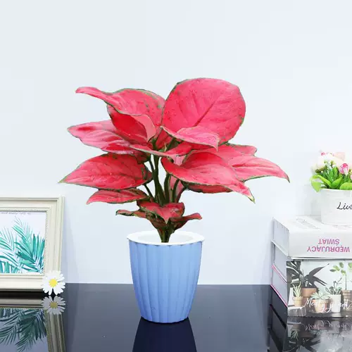 Geely Heely красные зеленые растения, зеленые цветы в помещении и на открытом воздухе в офисе гостиной, легко поддерживать поглощение красных растений, чтобы наблюдать за красотой