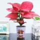 Geely Red [Pink Cat's Water Basin], включая бассейн