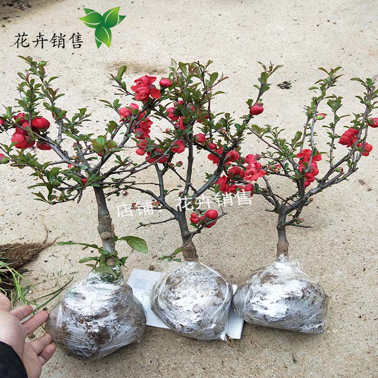 日本海棠花带花苞价格 日本海棠花带花苞图片 星期三