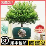 Сяайянская старая куча бонсай цветочные растения Four Seasons Evergreen Ceramics Basin Герой гостиная в офисном стиле