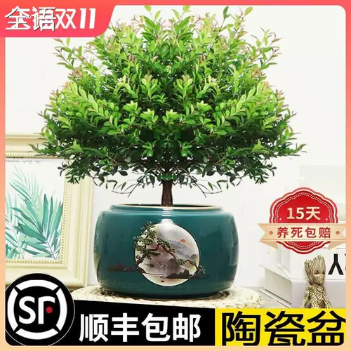 Сяайянская старая куча бонсай цветочные растения Four Seasons Evergreen Ceramics Basin Герой гостиная в офисном стиле