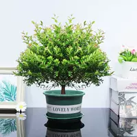 Пять -летний куча Chinan+зеленый каллиграфический горшок, посадка с горшком