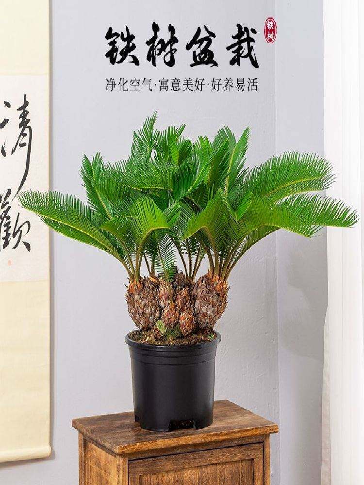 多头铁树连体盆栽室内办公室耐旱好养绿植四季常青基地原盆