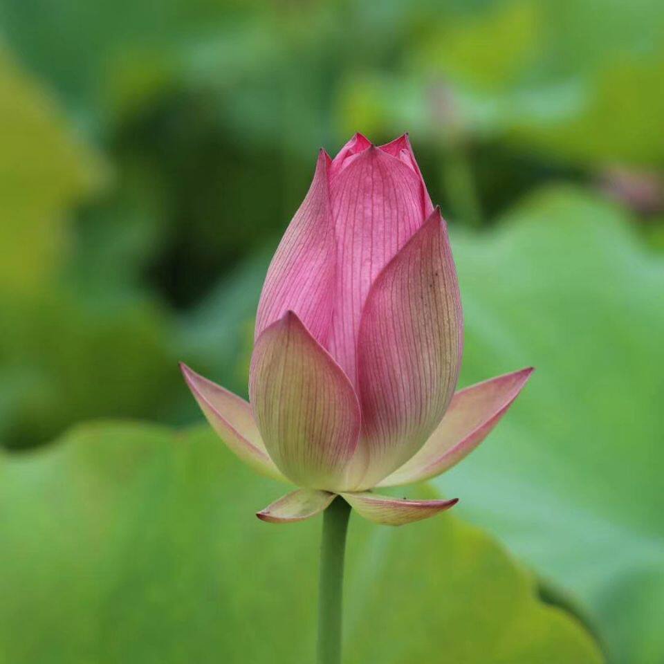 新鲜荷花莲蓬花客厅庭院插花现摘花苞趣味水生莲子花真花供佛花蕾