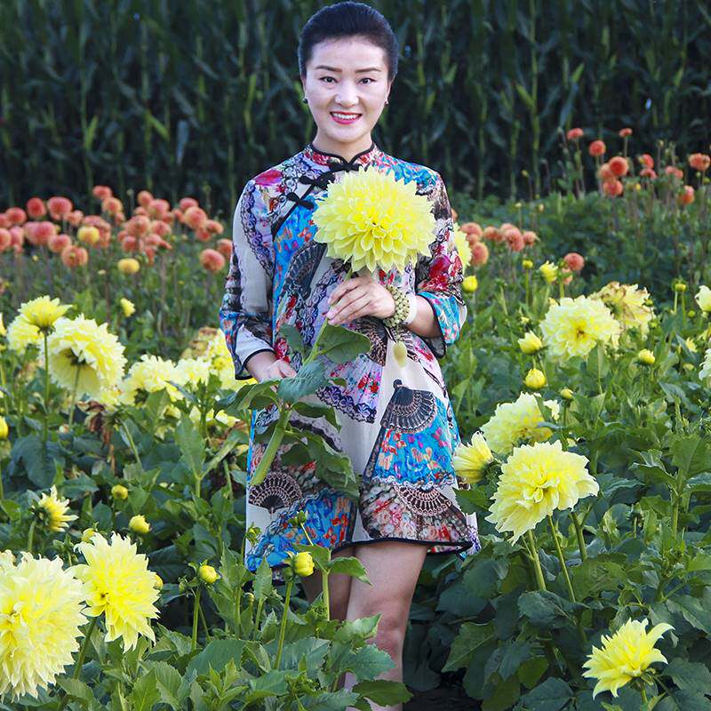 进口大丽花球根分切球盆栽庭院阳台种植花卉大丽花种球四季花卉