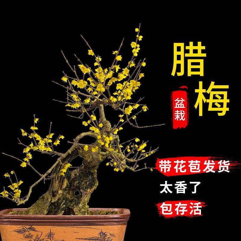 腊梅盆栽树苗带花苞耐寒浓香花卉植物室内花四季红绿梅花老桩盆景
