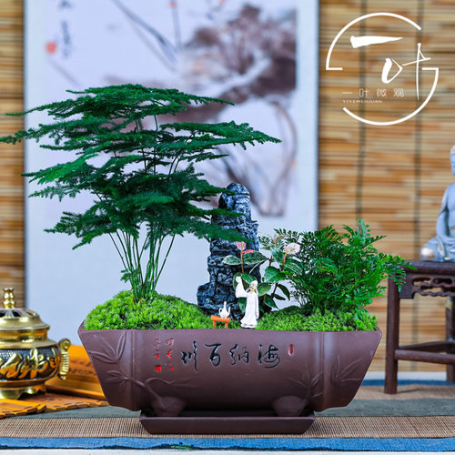 栽竹子花盆价格 栽竹子花盆图片 星期三