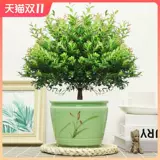 Сяайянская старая куча бонсай цветочные растения Four Seasons Evergreen Ceramics Basin Герой гостиная в офисном стиле