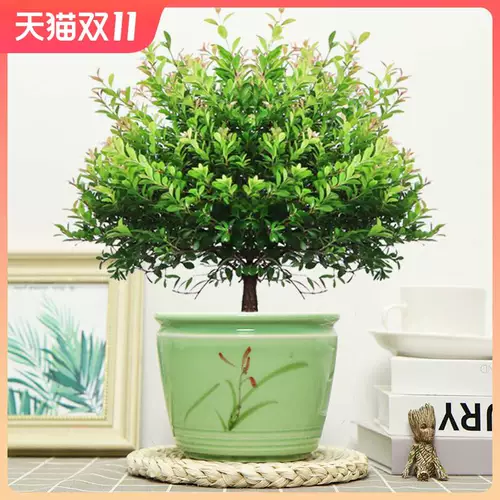 Сяайянская старая куча бонсай цветочные растения Four Seasons Evergreen Ceramics Basin Герой гостиная в офисном стиле