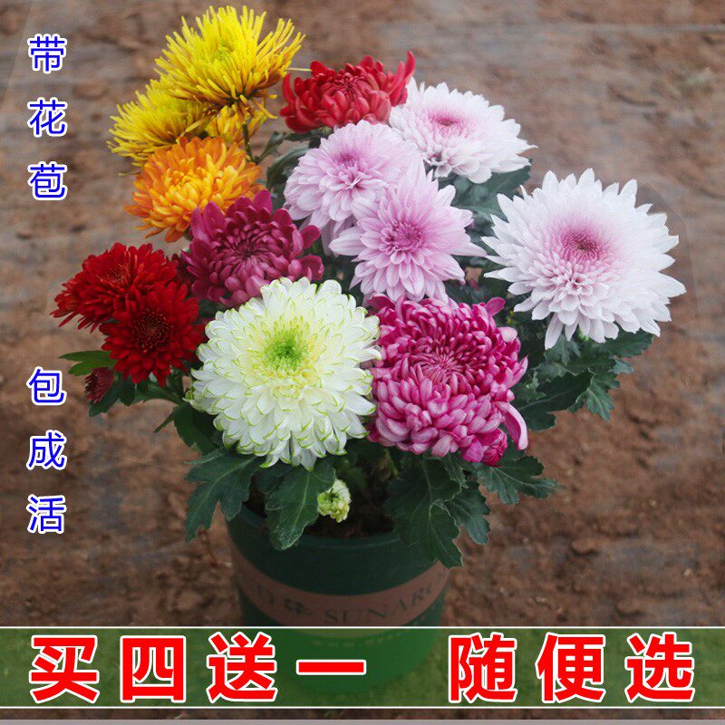 菊花盆栽包开花大花菊花苗阳台室内外植物九月菊乒乓球菊四季开花