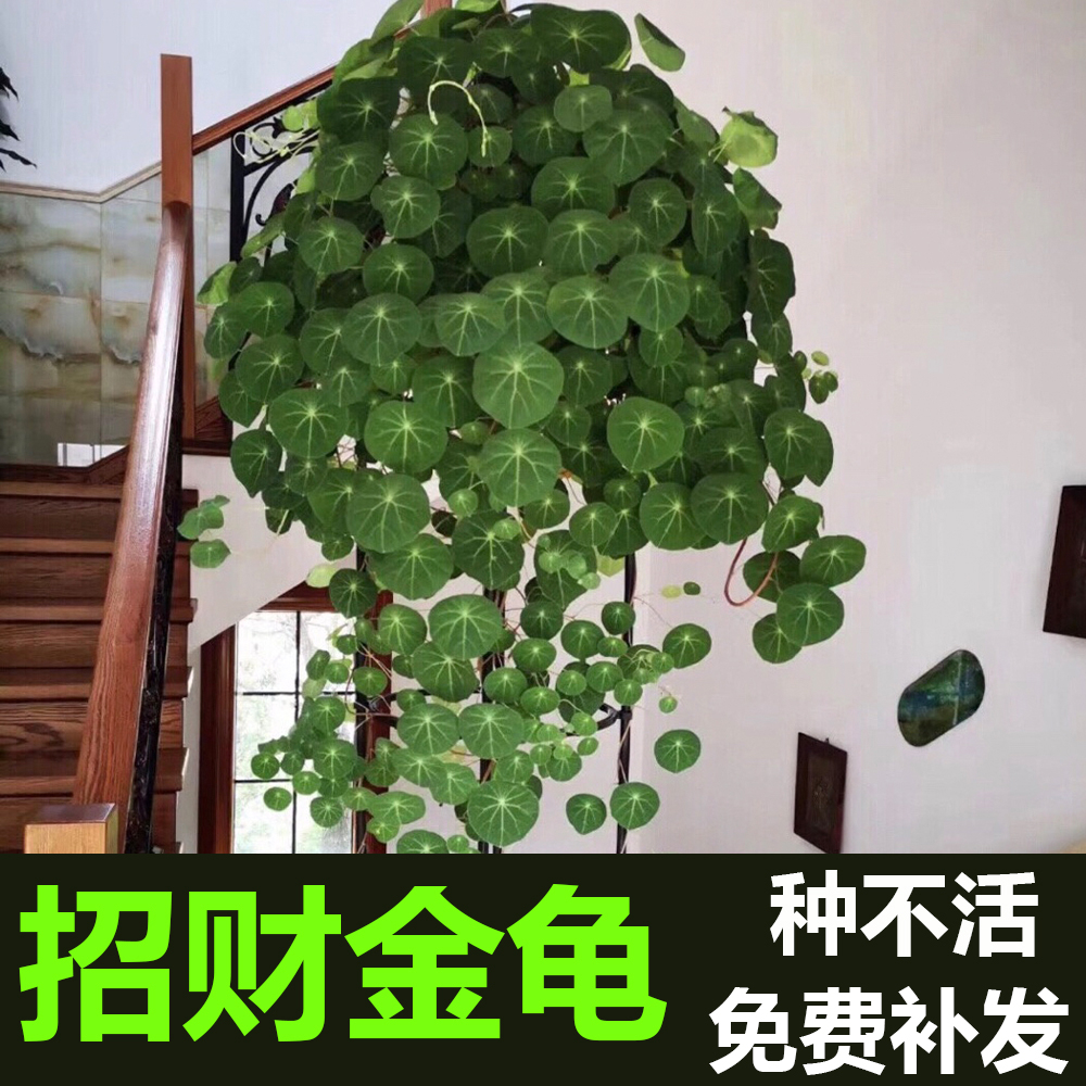 山乌龟阳台植物好养四季盆栽室内易成...