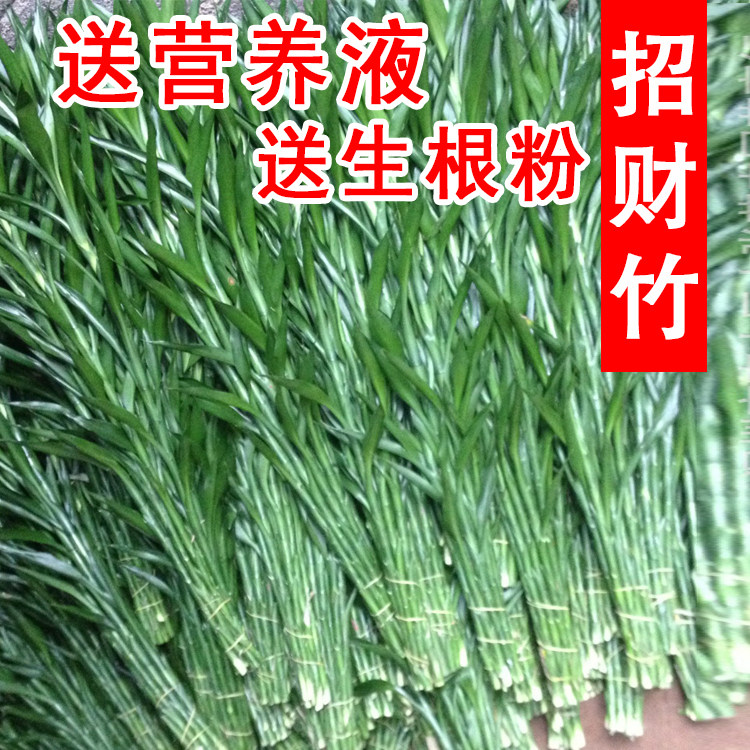 带根富贵竹植物 水养 招财竹 大叶 室内 客厅 四季水培绿植盆栽.