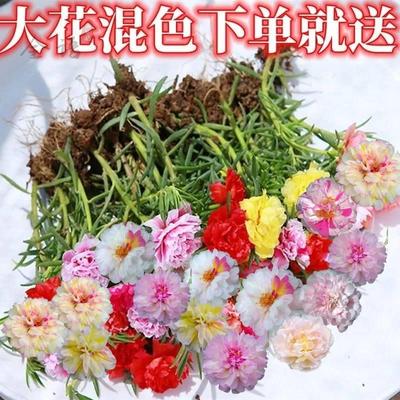 太阳花苗四季种夏秋开花带根带花苞枝条耐热庭院植物盆栽花卉重瓣