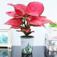 Geely Red [Fairy Palm Absorption Basin], включая бассейн