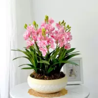 Розовый ши Ши [четыре сезона цветут]*io Ball [Blossom Basin] 99%клиентов покупают*