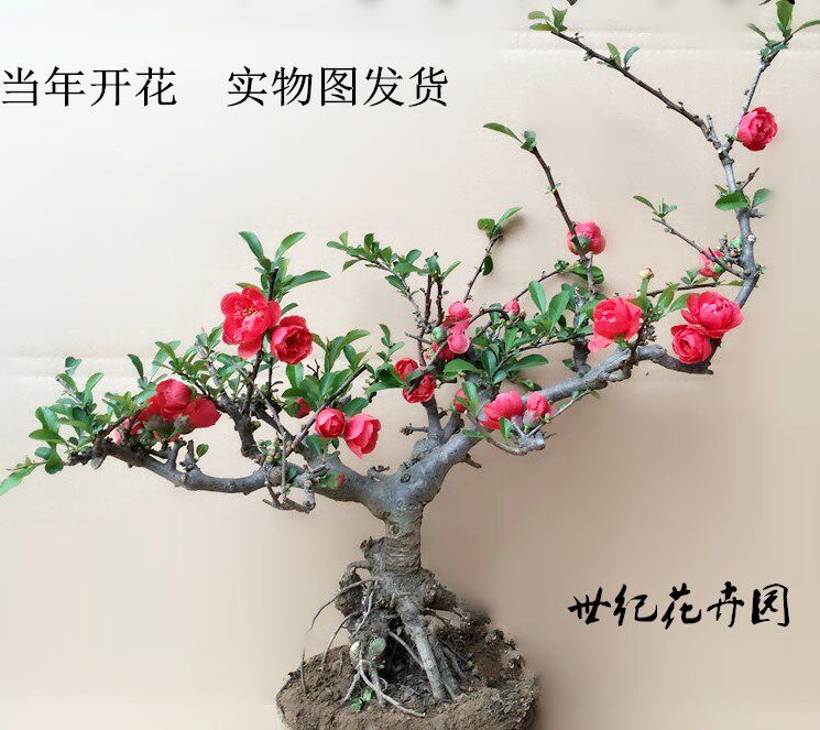 海棠花盆栽四季海棠花日本海棠盆景树桩海棠果室内绿植花卉盆栽.
