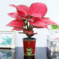 Geelyhong [招 招 招], включая бассейн