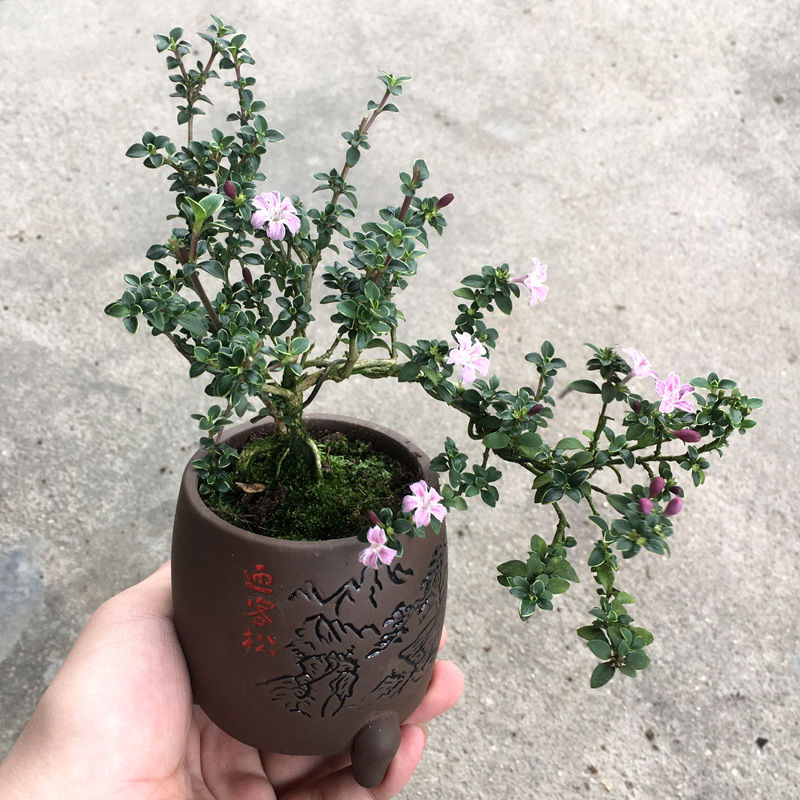 提根六月雪造型盆景小盆栽室内好养窗台办公室开花植物绿植老桩.