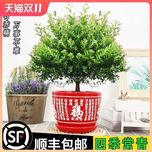 Сяайянская старая куча бонсай цветочные растения Four Seasons Evergreen Ceramics Basin Герой гостиная в офисном стиле