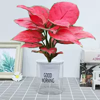 Geely Red [Good Morning Water Absorption Basin], включая бассейн