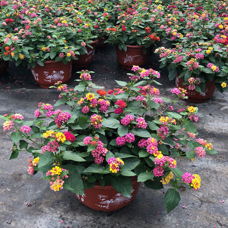 五色梅盆栽耐热耐晒阳台庭院花园开花植物五色梅棒棒糖四季花卉