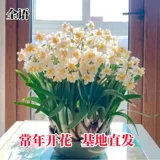 Новый продукт орхидея шариковой горшок с холодным и устойчивым к тепло.