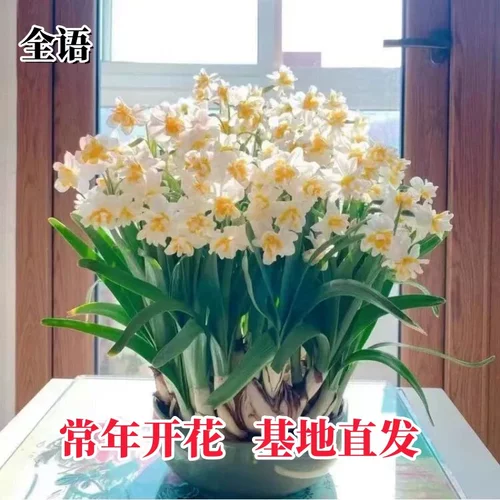 Новый продукт орхидея шариковой горшок с холодным и устойчивым к тепло.