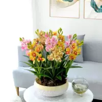 Новый продукт смешанный цвет [Four Seasons Blossom] 1 наряд [Blossom в следующем году] Никто не выбирает