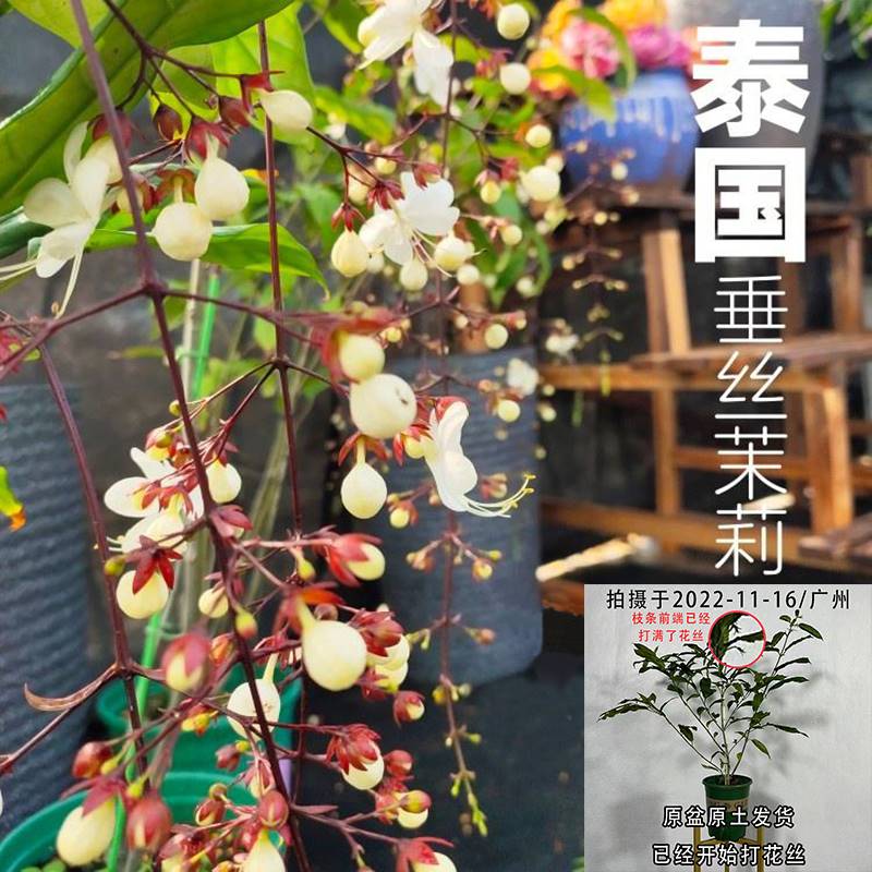 泰国垂丝茉莉花客厅植物室内花卉好养易活带花苞四季开花绿植盆栽