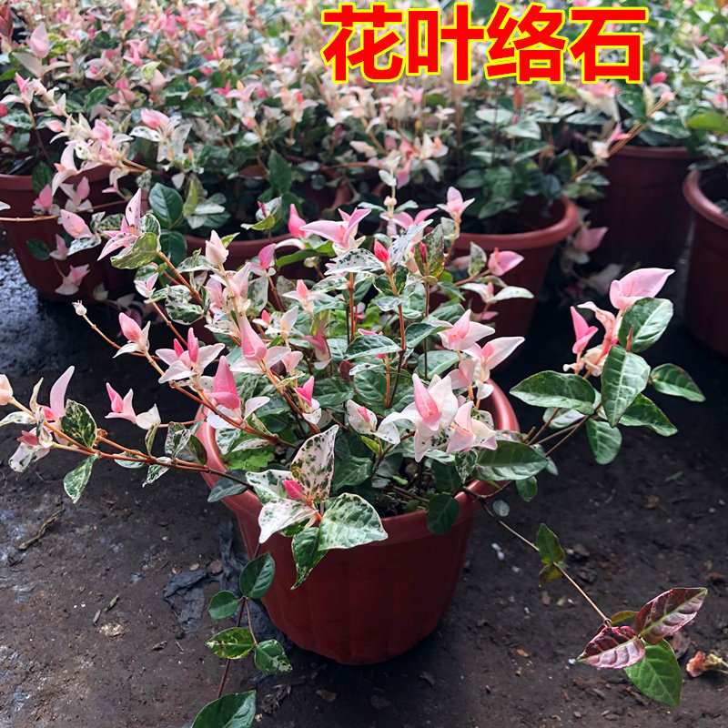 彩色黄金组合花叶络石盆栽常春藤阳台庭院办公吊兰耐寒耐热包邮.