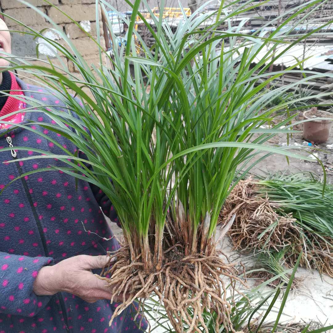 秦岭兰花苗春兰蕙兰带花苞浓香花卉盆栽兰草苗四季绿植物