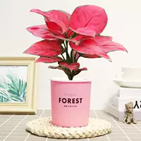 Geely Red [бассейн по абсорбционному поглощению лесов], включая горшок