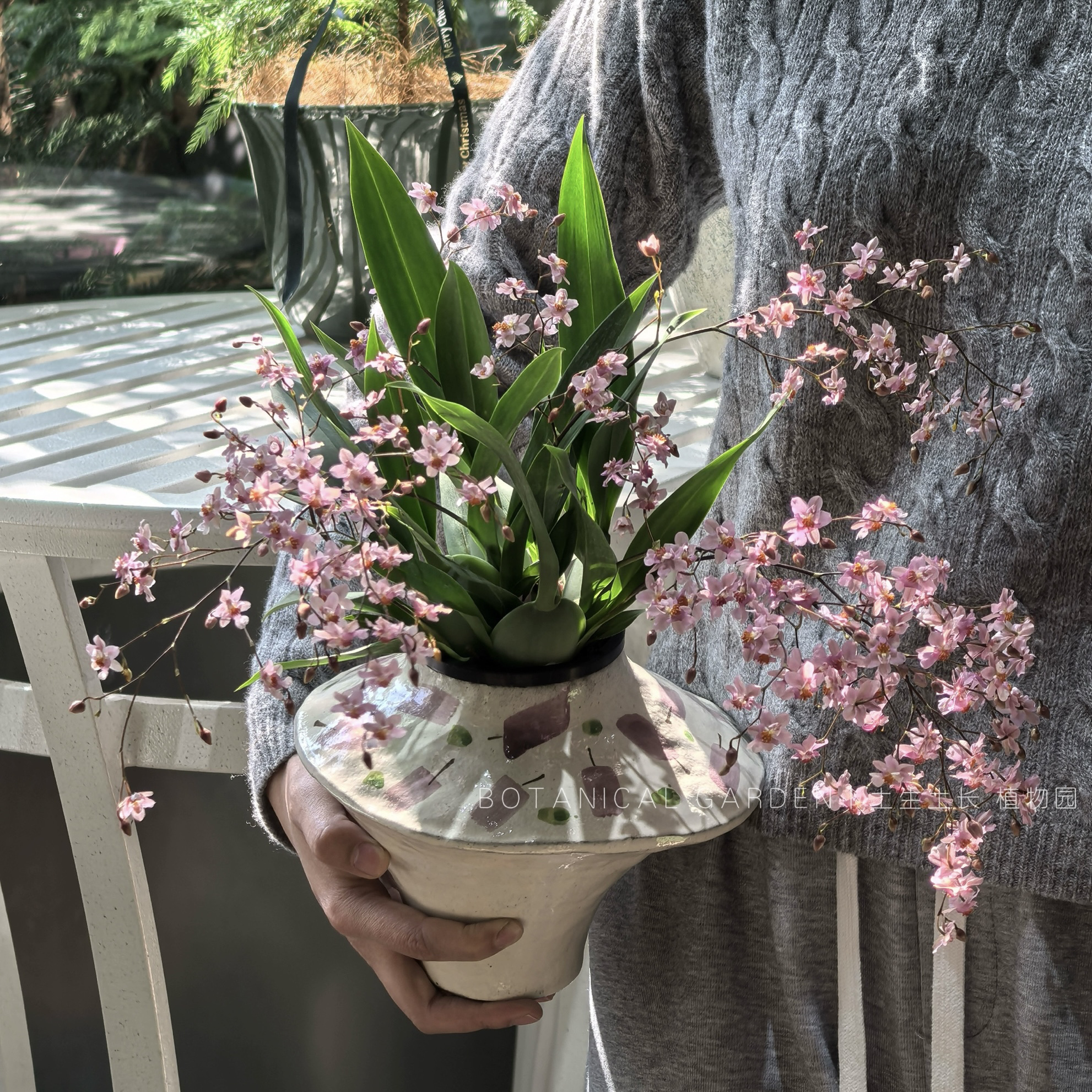 香水文心兰梦香兰蝴蝶兰室内桌面