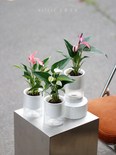 彩掌开花植物室内桌面四季