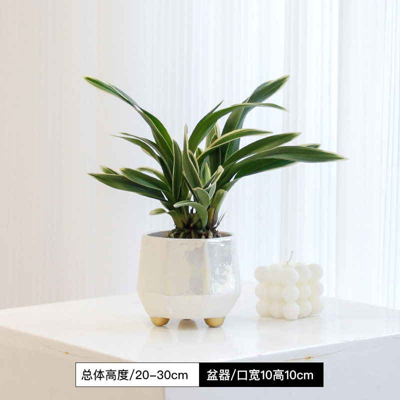 土生土长 神童冠金边兰花室内办公盆景净化空气桌面盆栽绿植兰花