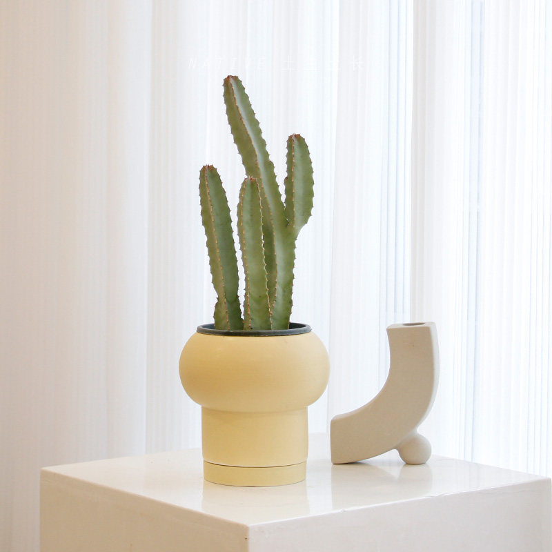 土生土长 白牛角仙人掌多肉植物阳台室内办公桌面另类盆栽