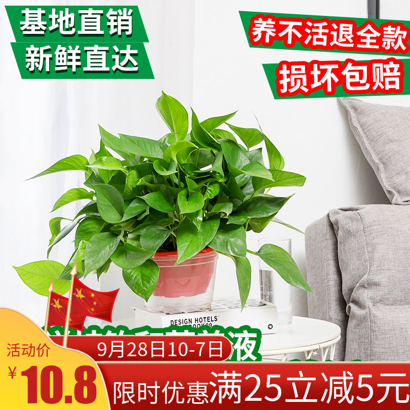 (用10.8元券)盆栽植物室内耐活吸甲醛六角盆绿萝